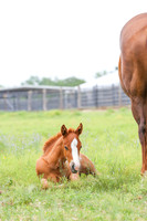 Horse Center